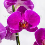 گلدان ارکیده سرخابی