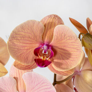 گلدان آپارتمانی ارکیده گلبهی