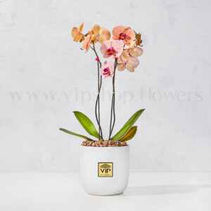 گلدان ارکیده گلبهی