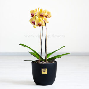 گلدان آپارتمانی ارکیده لیمویی