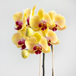 جزئیات گل ارکیده لیمویی