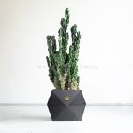 کاکتوس صخره ای سرئوس غول پیکر