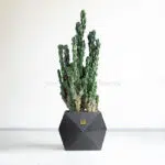 کاکتوس صخره ای سرئوس غول پیکر