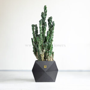 کاکتوس صخره ای سرئوس غول پیکر