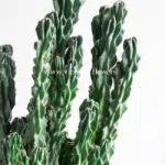 کاکتوس صخره ای سرئوس غول پیکر