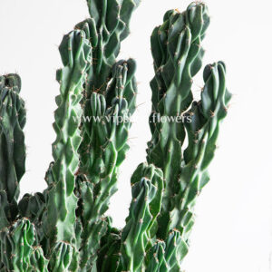 کاکتوس صخره ای سرئوس غول پیکر