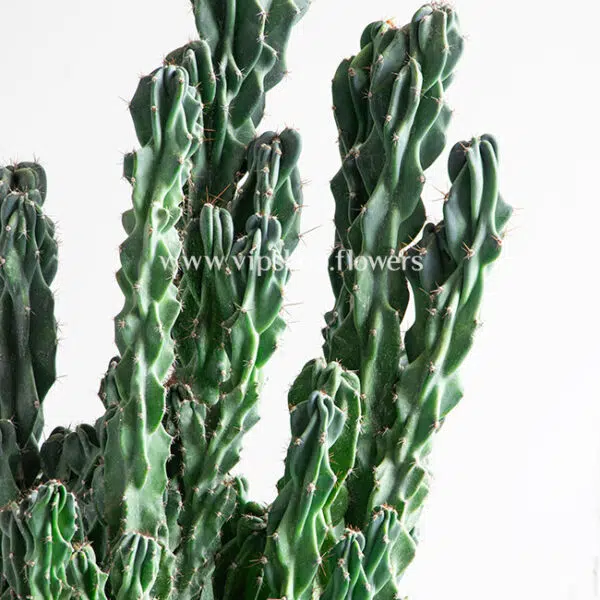 کاکتوس صخره ای سرئوس غول پیکر