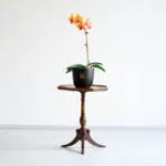 گل ارکیده لیمویی بنفش ابعاد مناسبی برای منزل دارد.