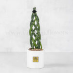 خرید آنلاین سانسوریا لوله‌ای بافت یا نیزه آفریقایی