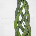 خرید آنلاین سانسوریا لوله‌ای بافت یا نیزه آفریقایی