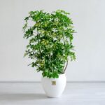 درختچه آپارتمانی شفلرا ابلق در سایز متوسط