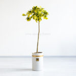 گلدان آپارتمانی شفلرا طلایی