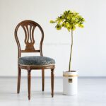 برگ های گیاه شفلرا طلایی (ابلق)