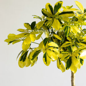 جزئیات طرح برگ شفلرا طلایی