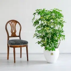 درختچه شفلرا ابلق