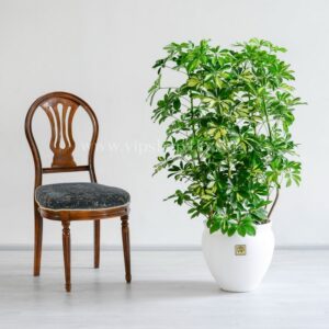 درختچه شفلرا ابلق