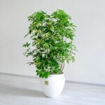 درختچه شفلرا ابلق مناسب برای تزئین منزل