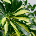 برگ های جذاب و دورنگ شفلرا ابلق