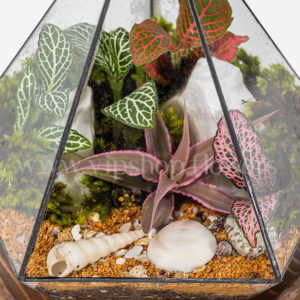 خرید تراریوم شیشهای مخروطی | ارسال فوری در محل