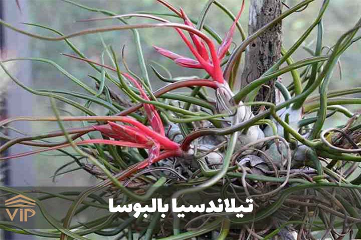بالبوسا گونه ای زیبا از گیاه هوازی