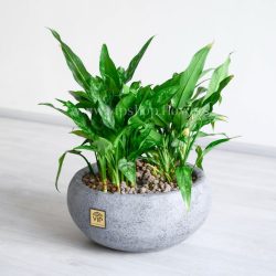 آگلونما بلک سایز L بسیار خاص است.