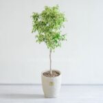 فیکوس بنجامین ابلق