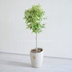 درختچه بنجامین ابلق ظاهر زیبایی دارد.