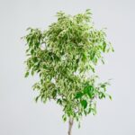 درختچه بنجامین ابلق