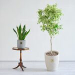 ابعاد درختچه بنجامین ابلق بزرگ است.