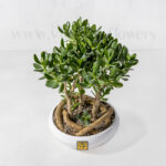 زاویه بالای بونسای جید