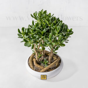 زاویه بالای بونسای جید