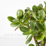 جزئیات برگ های بونسای جید