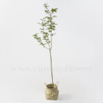 خرید نهال یادبود لیلکی آمریکایی