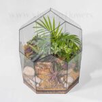 تراریوم رومیزی 6ضلعی از نمای بالا