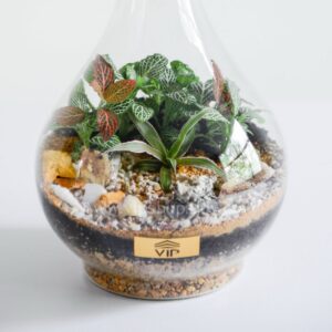 تراریوم با طرح آپاژور گیاهان زیبایی دارد.