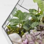 خرید تراریوم شیشه‌ای 5 ضلعی