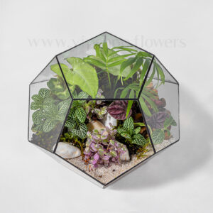 خرید تراریوم شیشهای 5 ضلعی