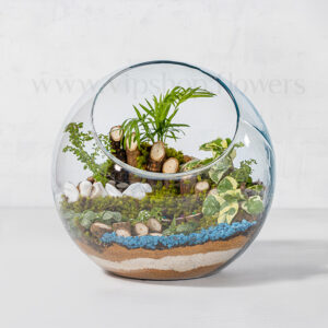سفارش اینترنتی و آسان تراریوم شیشهای کروی-گلفروشی VIP