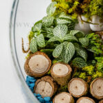 سفارش اینترنتی و آسان تراریوم شیشه‌ای کروی-گلفروشی VIP