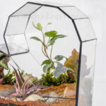 سفارش اینترنتی تراریوم شیشه‌ای قلبی همراه با دیزاینی خاص و متفاوت