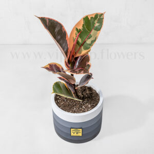 فیکوس شرابی برای محل کار