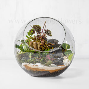 تراریوم جنگلی