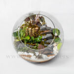 ترایوم جنگلی از بالا