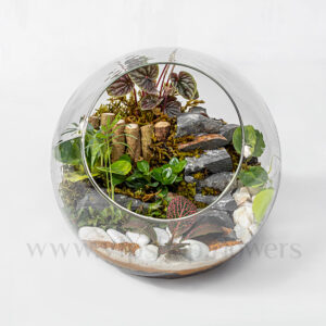 ترایوم جنگلی از بالا