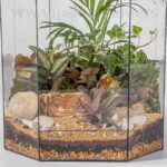 نمای داخلی تراریوم شیشهای 6 ضلعی