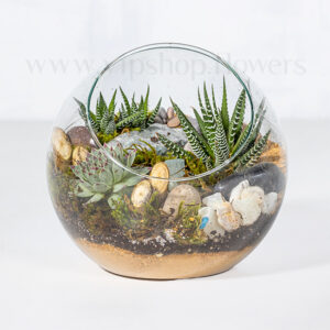 تراریوم نیمه باز