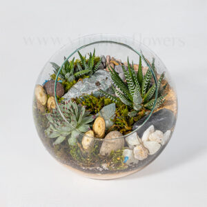 تراریوم نیمه باز شماره 23