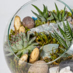 گیاهان تراریوم نیمه باز شماره 23