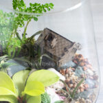 ترارویوم جزیره‌ای از نمای بالا