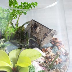 ترارویوم جزیره‌ای از نمای بالا